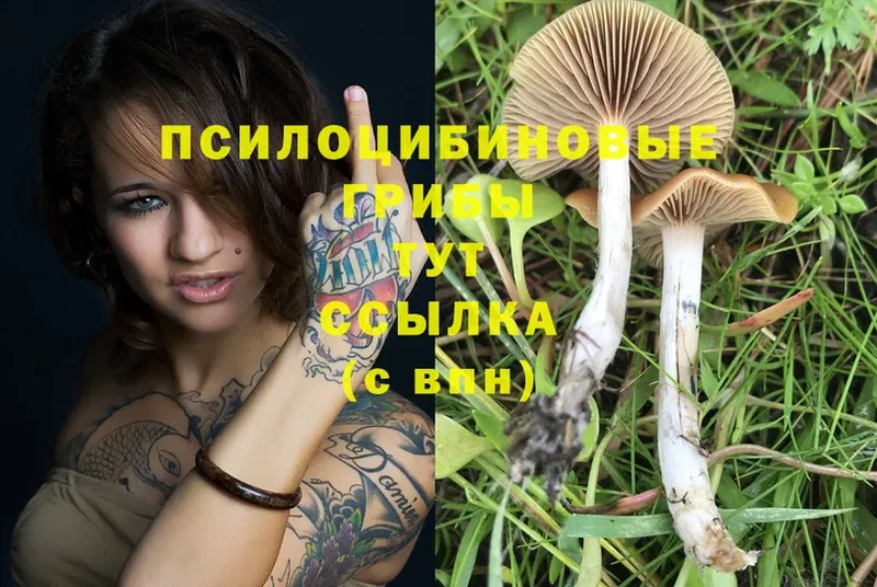 Галлюциногенные грибы Psilocybine cubensis Серов